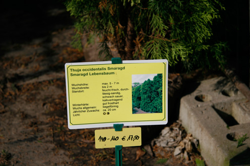 Thuja Lebensbaum occidentalis smaragd